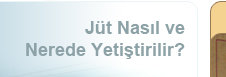 Jt nasl ve nerede yetitirilir.